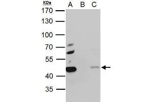 IP Image EBP1 antibody immunoprecipitates EBP1 protein in IP experiments. (PA2G4 抗体)