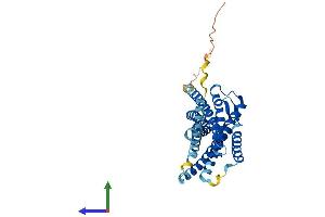AlphaFold protein structure predicition of Human Recombinant XCR1 Protein, UniprotID P46094