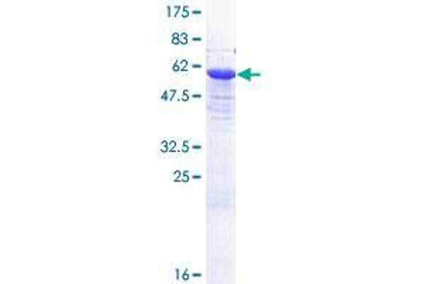 EXOSC7 Protein (AA 1-291) (GST tag)