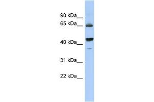 WB Suggested Anti-PDE12 Antibody Titration: 0. (PDE12 抗体  (Middle Region))
