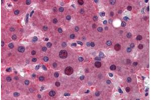 Immunohistochemistry (Formalin-fixed Paraffin-embedded Sections) (IHC (fp)) image for anti-Zinc Finger, AN1-Type Domain 6 (ZFAND6) (C-Term) antibody (ABIN6747003)