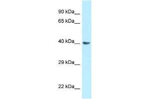 WB Suggested Anti-Gnaq Antibody Titration: 1. (GNAQ 抗体  (Middle Region))