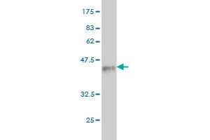 Western Blot detection against Immunogen (37. (DNER 抗体  (AA 368-476))