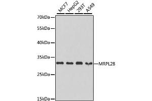 Western blot analysis of extracts of various cell lines, using MRPL28 antibody (ABIN1876936) at 1:1000 dilution. (MRPL28 抗体)