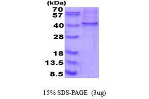 SDS-PAGE (SDS) image for RNA-binding protein Raly (RALY) (AA 1-306) protein (His tag) (ABIN5853907)
