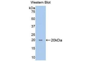 Western Blotting (WB) image for anti-Cyclophilin B (PPIB) (AA 47-216) antibody (ABIN1172621) (PPIB 抗体  (AA 47-216))