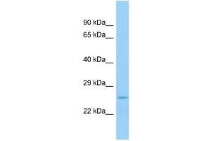 WB Suggested Anti-Fgf9 Antibody Titration: 1. (FGF9 抗体  (N-Term))