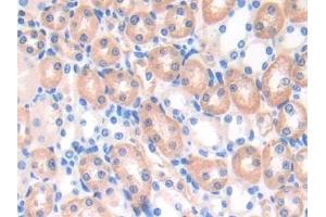Detection of EFNA4 in Mouse Kidney Tissue using Polyclonal Antibody to Ephrin A4 (EFNA4) (EFNA4 抗体  (AA 1-206))