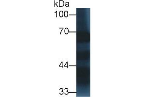 SYT1 anticorps  (AA 136-422)