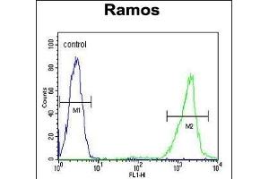 HR Antibody (C-term) (ABIN655716 and ABIN2845166) flow cytometric analysis of Ramos cells (right histogram) compared to a negative control cell (left histogram). (HMMR 抗体  (C-Term))
