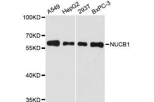 Western blot analysis of extracts of various cell lines, using NUCB1 antibody. (Nucleobindin 1 抗体  (AA 302-461))