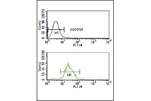 ITPKC Antibody (N-term) (ABIN653274 and ABIN2842790) flow cytometric analysis of CEM cells (bottom histogram) compared to a negative control cell (top histogram).