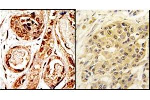 Image no. 1 for anti-SUMO/sentrin Specific Peptidase 3 (SENP3) (N-Term) antibody (ABIN356754) (SENP3 抗体  (N-Term))