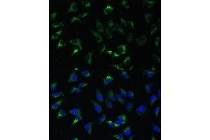Immunofluorescence analysis of L-929 cells using USP46 Polyclonal Antibody (ABIN7271165) at dilution of 1:100 (40x lens). (USP46 抗体)