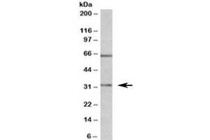 Western blot testing of MOLT4 lysate with Caspase 3 antibody at 1ug/ml. (Caspase 3 抗体)