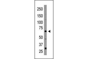 Image no. 1 for anti-Cryptochrome 2 (Photolyase-Like) (CRY2) (C-Term) antibody (ABIN358614) (CRY2 抗体  (C-Term))