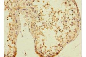 Immunohistochemistry of paraffin-embedded human testis tissue using ABIN7174603 at dilution of 1:100 (UBXN8 抗体  (AA 55-270))