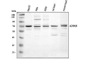 Western blot analysis of GRK5 using anti-GRK5 antibody (ABIN3042434). (GRK5 抗体  (C-Term))