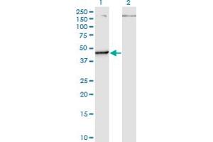 Western Blot analysis of PUS1 expression in transfected 293T cell line by PUS1 monoclonal antibody (M01), clone 3A3.