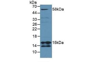 Western Blotting (WB) image for anti-Succinate Dehydrogenase Complex, Subunit D, Integral Membrane Protein (SDHD) (AA 1-159) antibody (ABIN7441616)