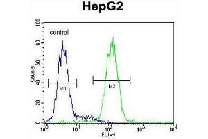 CCDC17 Antibody (C-term) flow cytometric analysis of HepG2 cells (right histogram) compared to a negative control cell (left histogram). (CCDC17 抗体  (C-Term))