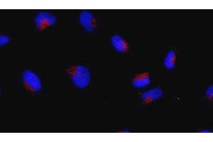 Immunofluorescence (IF) image for anti-Ras-Related GTP Binding C (RRAGC) (full length) antibody (ABIN2452103) (GTR2 抗体  (full length))
