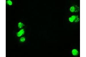 Anti-MYC mouse monoclonal antibody (ABIN2452342) immunofluorescent staining of COS7 cells transiently transfected by pCMV6-ENTRY MYC (RC201611). (c-MYC 抗体)