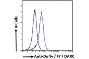 Flow cytometric analysis of paraformaldehyde fixed HEK293 cells (blue line), permeabilized with 0. (DARC 抗体  (N-Term))