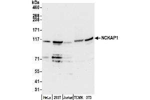 anti-NCK Associated Protein 1 (NCKAP1) (AA 1-50) antibody