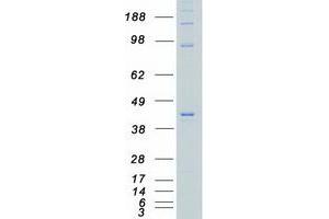 Western Blotting (WB) image for Casein Kinase 2 alpha 1 (CSNK2A1) (Transcript Variant 2) protein (Myc-DYKDDDDK Tag) (ABIN2713197)