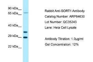Western Blotting (WB) image for anti-Sortilin 1 (SORT1) (C-Term) antibody (ABIN2789904)
