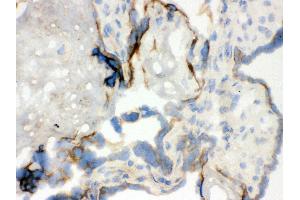 Anti- WASP Picoband antibody, IHC(F) IHC(F): Human Placenta Tissue (WASP 抗体  (C-Term))