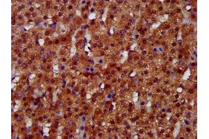 IHC image of ABIN7157790 diluted at 1:300 and staining in paraffin-embedded human adrenal gland tissue performed on a Leica BondTM system. (FUK 抗体  (AA 579-758))