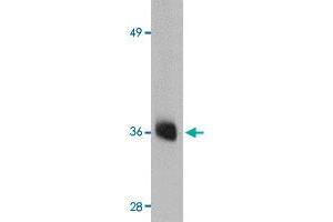 Western blot analysis of AGTR2 in mouse liver tissue lysate with AGTR2 polyclonal antibody  at 0.