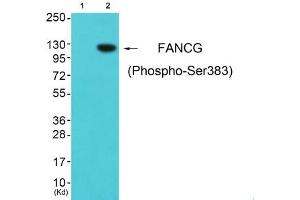 Western blot analysis of extracts from cos-7 cells (Lane 2), using FANCG (Phospho-Ser383) Antibody. (FANCG 抗体  (pSer383))