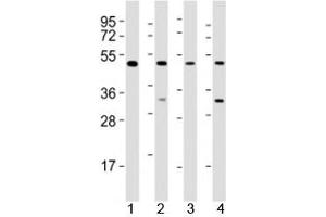 Western blot testing of GATA2 antibody at 1:2000 dilution. (GATA2 抗体  (AA 212-246))