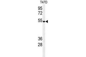Western blot analysis of KTEL1 Antibody (C-term) in T47D cell line lysates (35µg/lane). (POGLUT1 抗体  (C-Term))