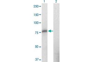Western Blot analysis of ZNF41 expression in transfected 293T cell line by ZNF41 monoclonal antibody (M09), clone 2F1. (ZNF41 抗体  (AA 221-321))