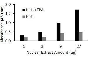 Transcription factor activity assay of Fra2 from nuclear extracts of HeLa cells or HeLa cells treated with TPA (50 ng/ml) for 3 hr with the  FRA-2 Activity Assay Kit. (FOSL2 ELISA 试剂盒)