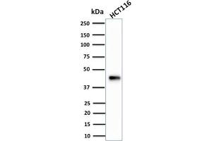 Western Blot Analysis of human HCT116 cell lysate using Cytokeratin 18 Mouse Monoclonal Antibody (KRT18/834). (Cytokeratin 18 抗体)