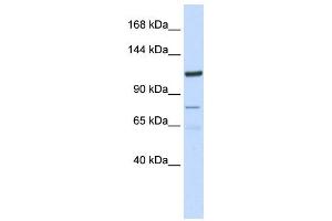 Western Blotting (WB) image for anti-Endosome/Lysosome-associated Apoptosis and Autophagy Regulator 1 (ELAPOR1) antibody (ABIN2459302) (ELAPOR1 抗体)