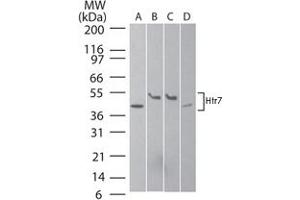 Western blot analysis of Htr7 in A) human brain, B) mouse brain, C) rat brain, and D) human SK-N-SH neuroblastoma cell lysate using Htr7 polyclonal antibody  at 2 ug/mL . (HTR7 抗体  (AA 13-28))
