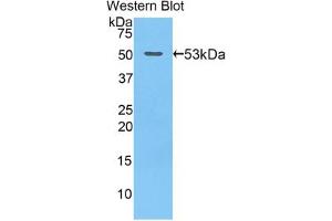 Western blot analysis of recombinant Mouse GZMB. (GZMB 抗体  (AA 16-244))