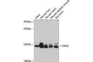 Western blot analysis of extracts of various cell lines, using CISD1 antibody (ABIN6131428, ABIN6138633, ABIN6138634 and ABIN6214526) at 1:1000 dilution. (CISD1 抗体  (AA 29-108))