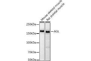 Western blot analysis of extracts of various cell lines, using (ABIN7265574) at 1:1000 dilution.