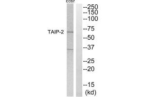 Western blot analysis of extracts from COS7 cells, using TAIP-2 antibody. (CSRNP3 抗体  (Internal Region))