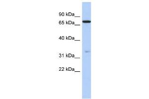 WB Suggested Anti-ATXN7L2 Antibody Titration: 0. (ATXN7L2 抗体  (N-Term))