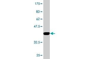 Western Blot detection against Immunogen (33. (RPP14 抗体  (AA 1-75))