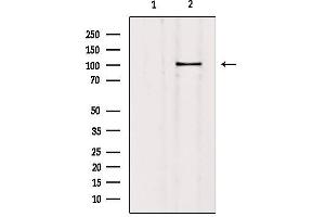 Western blot analysis of extracts from mouse brain, using SLC4A11 Antibody. (SLC4A11 抗体  (Internal Region))