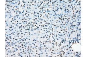 Image no. 10 for anti-P450 (Cytochrome) Oxidoreductase (POR) antibody (ABIN1497746) (POR 抗体)